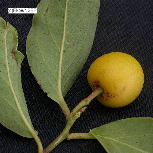 معرفی و راهنمای پرورش درختان میوه - رامونچی 